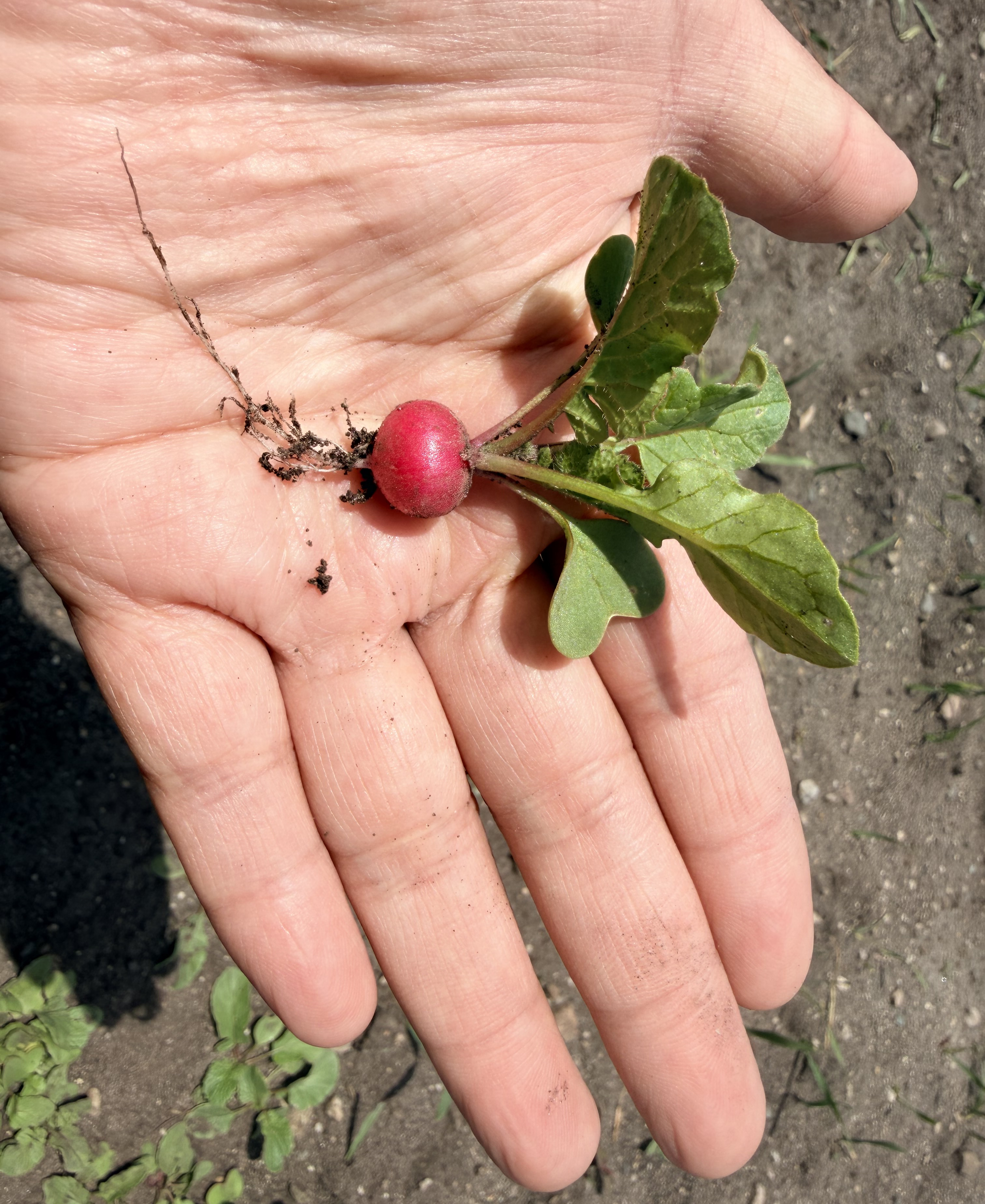 A small radish in a hand.